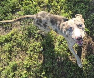 Catahoula Leopard Dog-Unknown Mix Dogs for adoption in Decatur, IL, USA