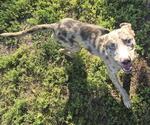 Small Catahoula Leopard Dog Mix