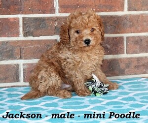 Poodle (Miniature) Puppy for sale in CLARKRANGE, TN, USA