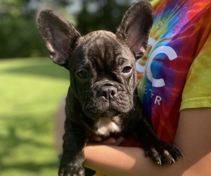 French Bulldog Puppy for sale in PHILADELPHIA, TN, USA