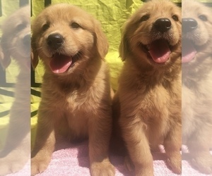 Medium Golden Retriever