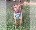 Small #1 Mutt