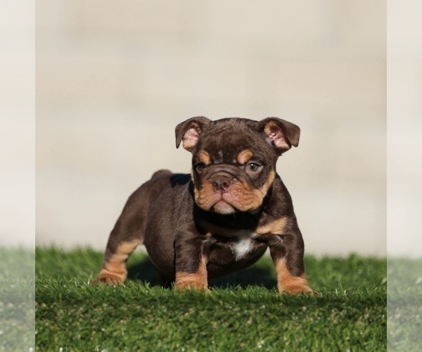 Medium Photo #2 English Bulldog Puppy For Sale in BOSTON, MA, USA