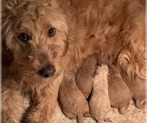 Mother of the Goldendoodle (Miniature) puppies born on 10/27/2023