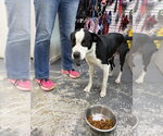 Wendall - Male Labrador Retriever-Unknown Mix Dog for Adoption - Small photo