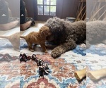 Small Photo #41 Aussiedoodle Puppy For Sale in ASHEVILLE, NC, USA