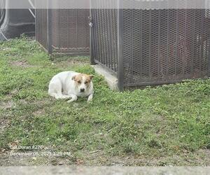Labrador Retriever-Unknown Mix Dogs for adoption in San Antonio, TX, USA