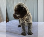 Puppy 7 Wirehaired Pointing Griffon