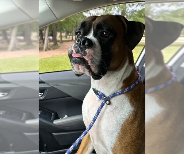 Medium Photo #3 Boxer Puppy For Sale in Austin, TX, USA
