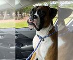 Small #2 Boxer