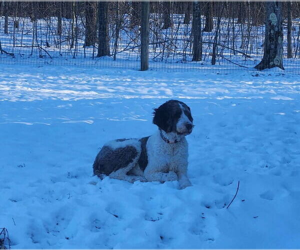 Medium Photo #3 Poodle (Standard)-Unknown Mix Puppy For Sale in Springdale, PA, USA