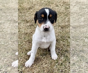 Jack Russell Terrier Puppy for sale in FAIR HAVEN, MI, USA