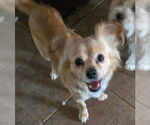 Small #3 Papillon Mix