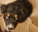 Small Photo #10 Australian Shepherd Puppy For Sale in ARDMORE, AL, USA