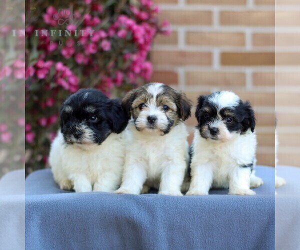 Medium Photo #2 Havanese Puppy For Sale in NEWMANSTOWN, PA, USA
