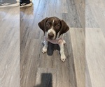 Small Photo #1 German Shorthaired Pointer Puppy For Sale in EDGEMOOR, SC, USA
