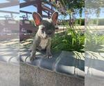 Small #3 French Bulldog
