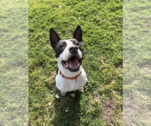 Bull Terrier-Unknown Mix Dogs for adoption in San Jose, CA, USA