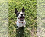 Small Bull Terrier Mix
