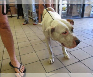American Pit Bull Terrier-Unknown Mix Dogs for adoption in Ocala, FL, USA