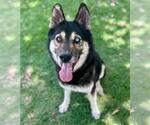 Small #1 Siberian Husky Mix