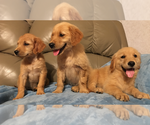 Small Photo #9 Golden Retriever Puppy For Sale in PARIS, TX, USA