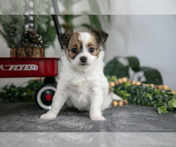 Medium Photo #1 Chihuahua Puppy For Sale in DUNDEE, OH, USA
