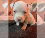 Small Photo #3 American Bully Puppy For Sale in RIVERSIDE, CA, USA