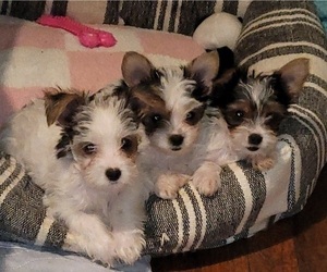 Yorkshire Terrier Litter for sale in FORT WORTH, TX, USA