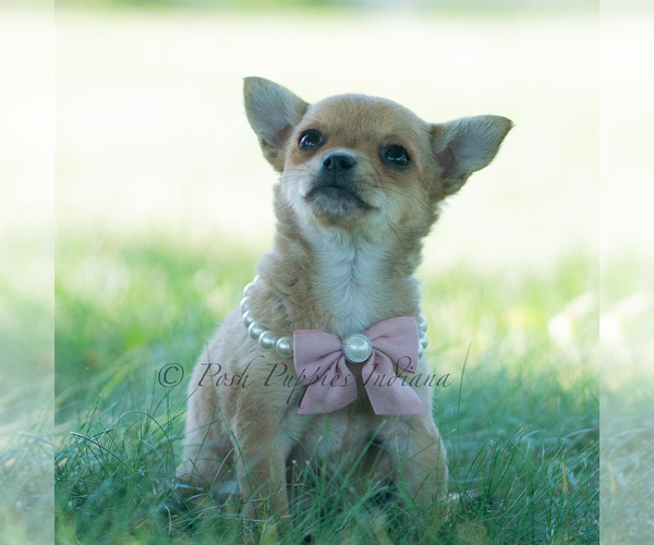 Medium Photo #45 Chihuahua Puppy For Sale in WARSAW, IN, USA
