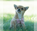 Small Photo #45 Chihuahua Puppy For Sale in WARSAW, IN, USA