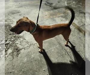 Medium Labrador Retriever Mix