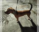 Small Labrador Retriever Mix