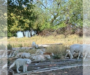 Great Pyrenees Litter for sale in AGRA, OK, USA