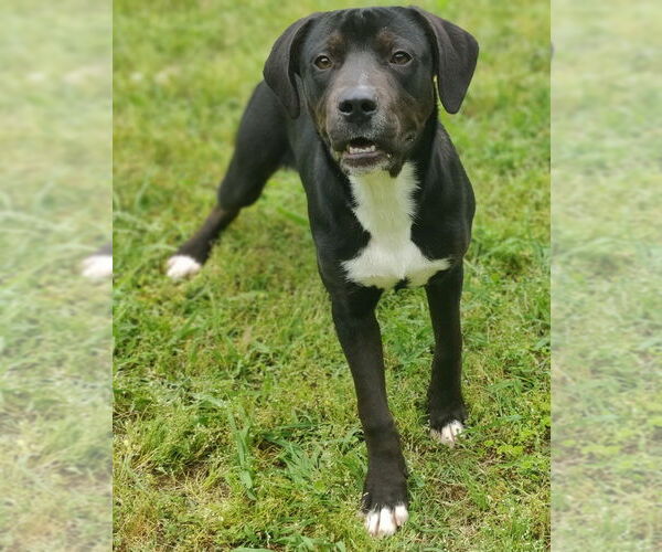 Medium Photo #12 Catahoula Leopard Dog-Staffordshire Bull Terrier Mix Puppy For Sale in Talladega, AL, USA