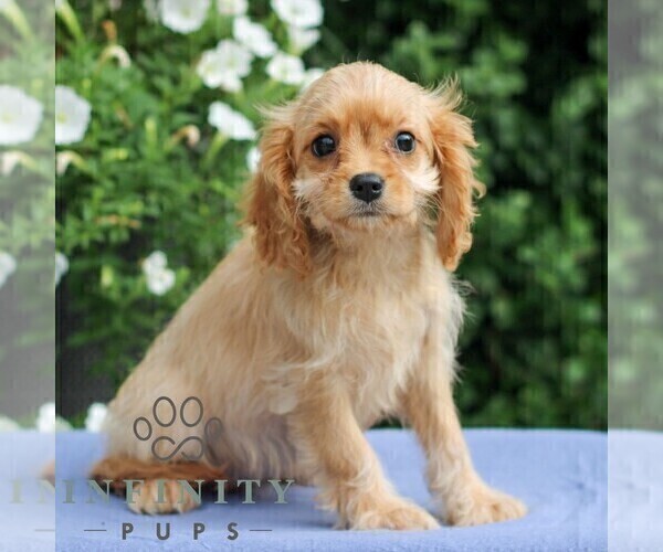 Medium Photo #5 Cavapoo Puppy For Sale in EAST EARL, PA, USA