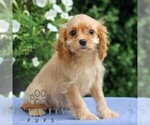 Small #4 Cavapoo