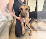 Small #2 Black Mouth Cur-Vizsla Mix
