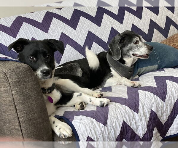 Medium Photo #6 Border Collie-Unknown Mix Puppy For Sale in Greenbelt, MD, USA