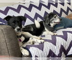 Small #5 Border Collie Mix