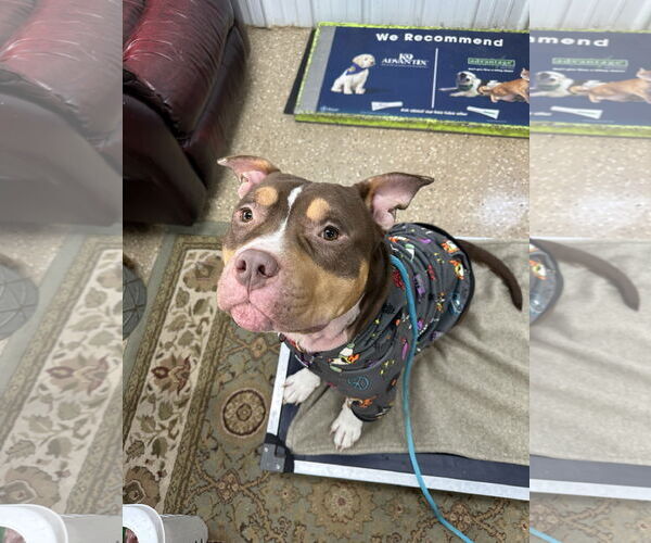 Medium Photo #3 American Pit Bull Terrier-American Staffordshire Terrier Mix Puppy For Sale in Lockport, NY, USA