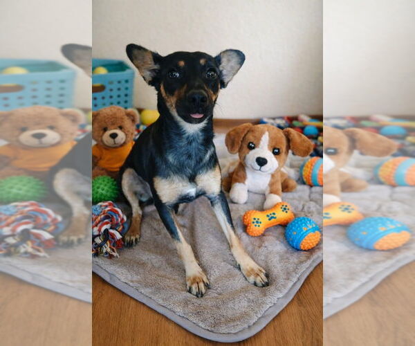 Medium Photo #2 Chihuahua-Unknown Mix Puppy For Sale in San Diego, CA, USA