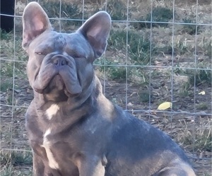 Father of the French Bulldog puppies born on 06/10/2025