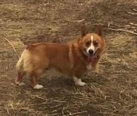 Father of the Pembroke Welsh Corgi puppies born on 05/13/2017