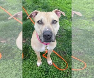 Mutt Dogs for adoption in Spotsylvania, VA, USA