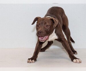 American Pit Bull Terrier-Unknown Mix Dogs for adoption in Belleville, IL, USA