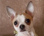 Small Photo #1 Chihuahua Puppy For Sale in SPRINGFIELD, OH, USA