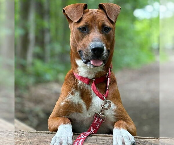Medium Photo #10 Mutt Puppy For Sale in Canton, CT, USA