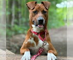 Small #9 Mutt