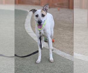 German Shorthaired Pointer-Unknown Mix Dogs for adoption in Las Vegas, NV, USA